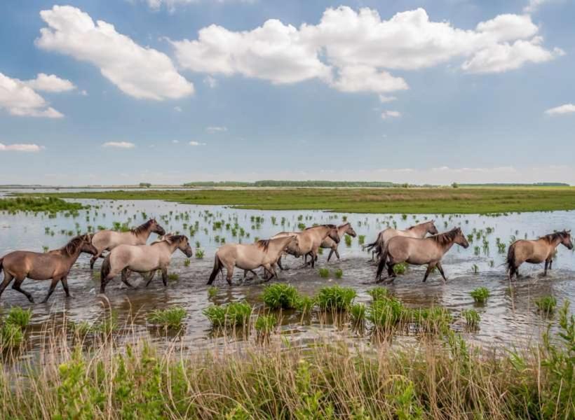 De Lauwersmeer Vogel Mit Eingezaeuntem Garten Anjum Eksteriør billede