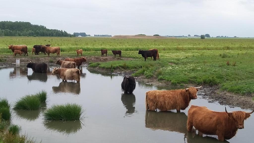 De Lauwersmeer Vogel Mit Eingezaeuntem Garten Anjum Eksteriør billede
